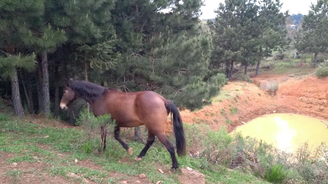 Chale Estancia Ouro Verde Lages 0*,  Brazil